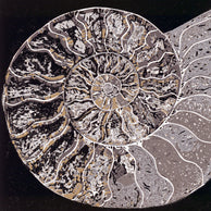 ČISTÁ KRÁSA AMONITA