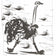 THE OSTRICH