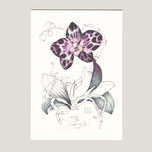 ORCHIDEJ PANTER